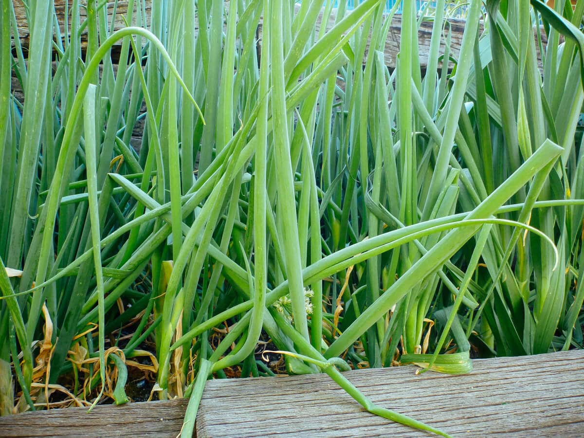 A flower stalk from an onion