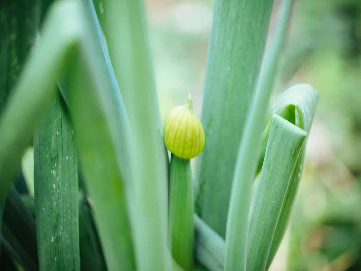 Flowering onions