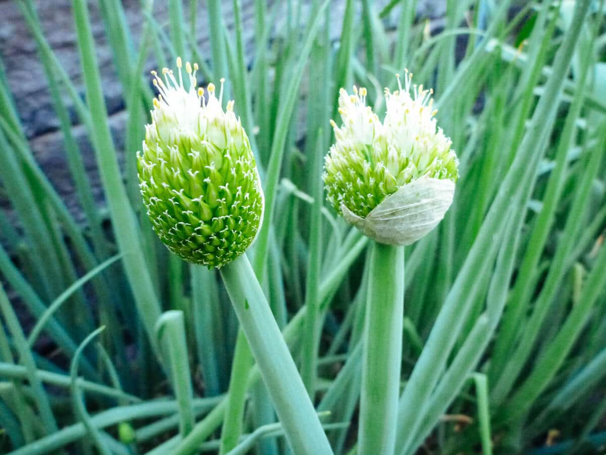 An onion producing seed