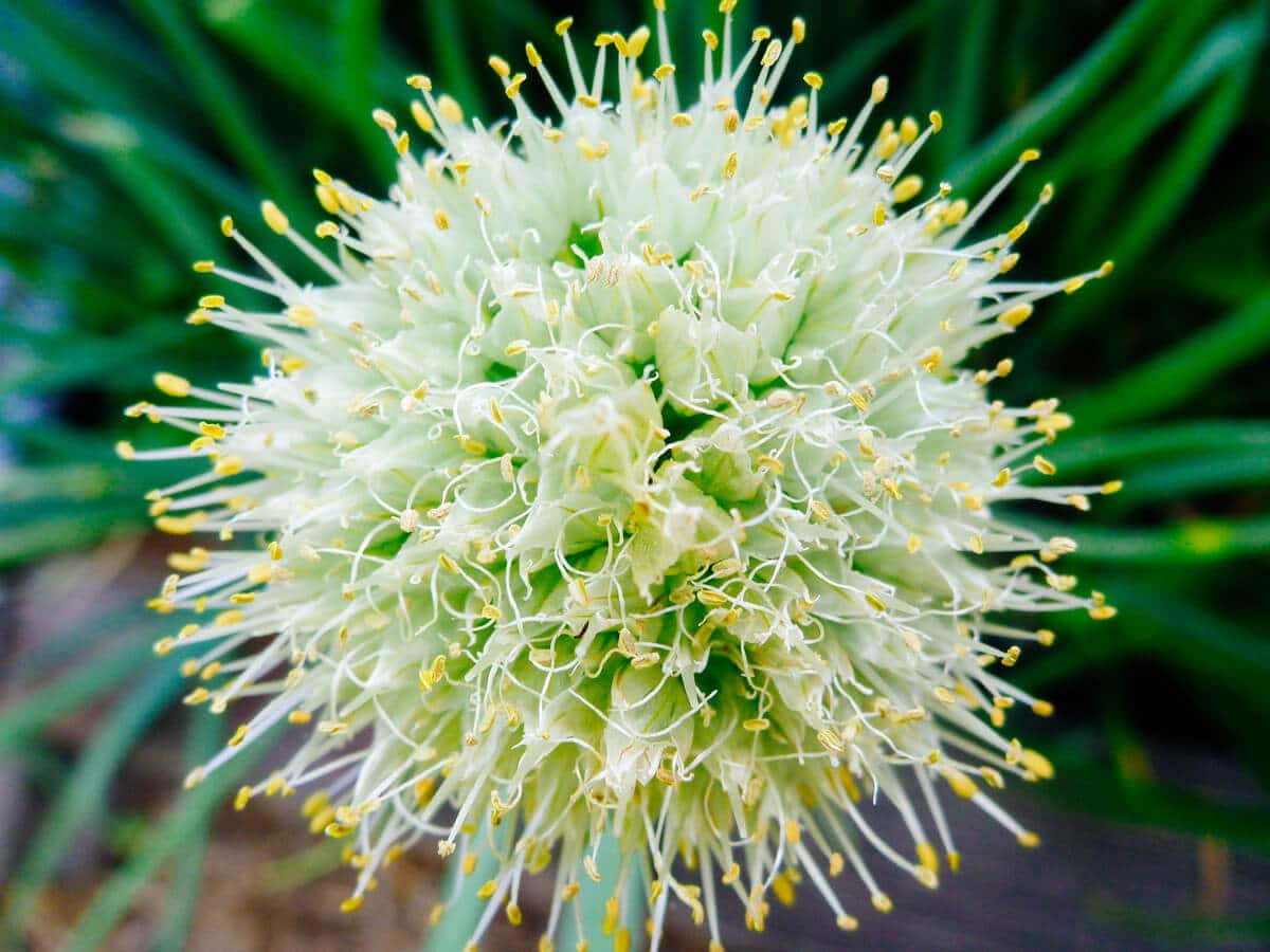 Onion blossom