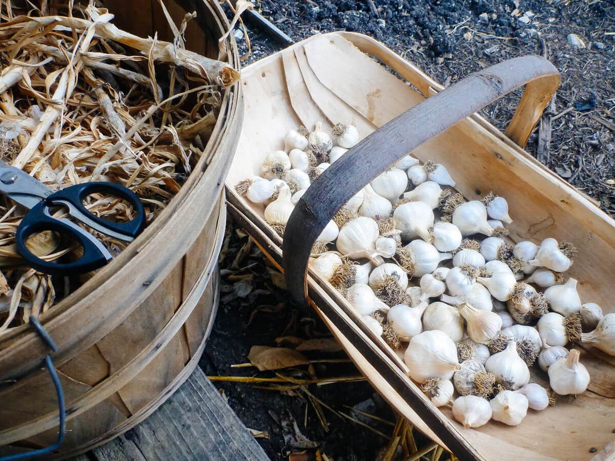 Cured, cleaned and trimmed garlic