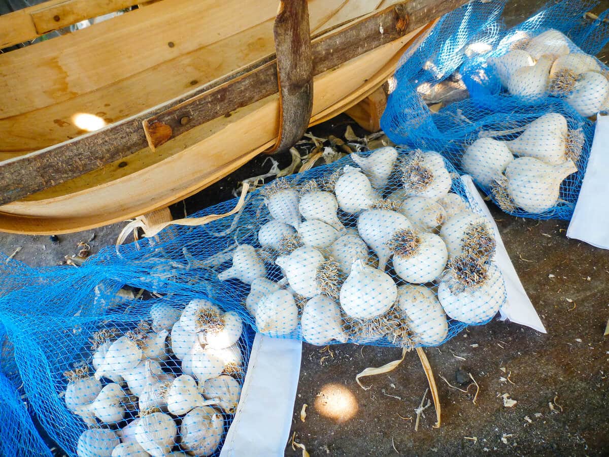 Garlic sorted and stored in nylon mesh bags