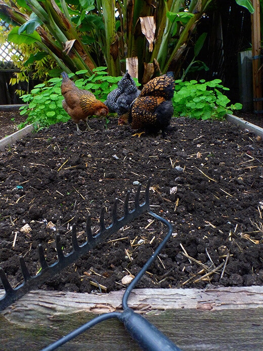 Sowing a bed of cover crops for chicken grazing