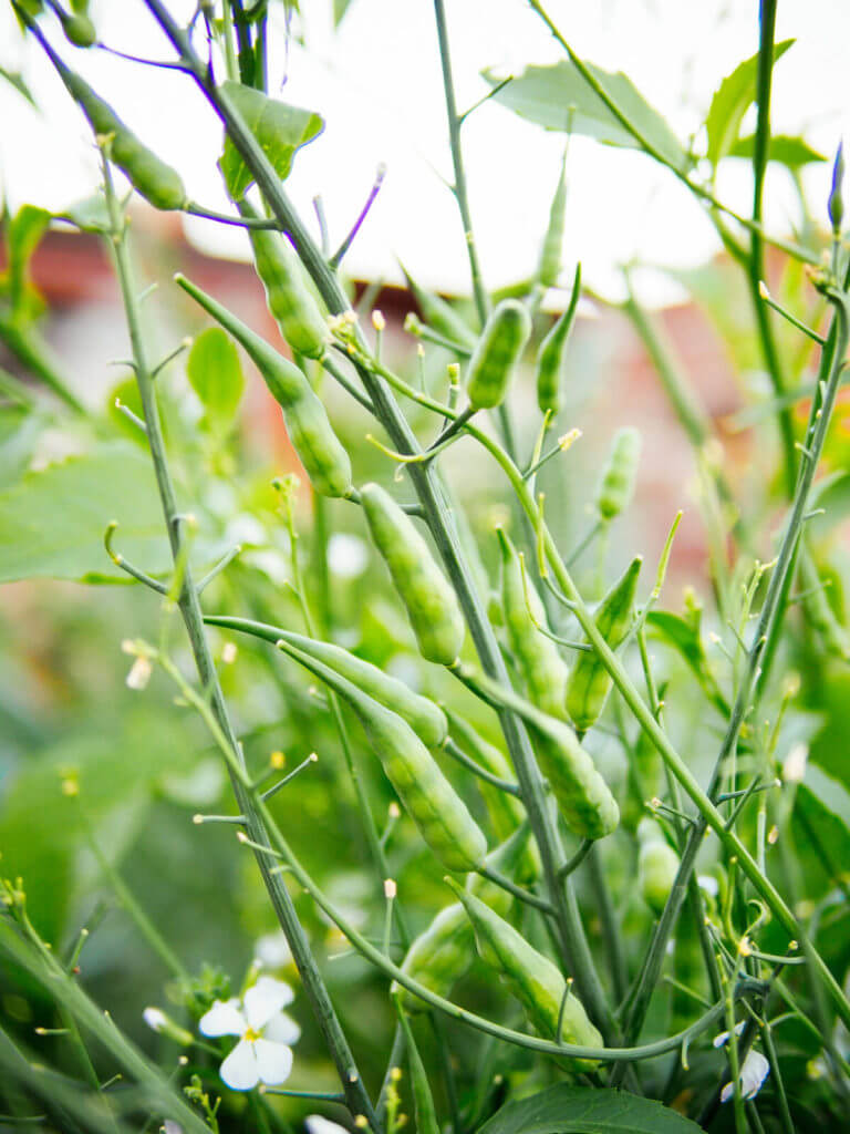 You Can Eat the Seed Pods on Your Radish Plants—Here’s How