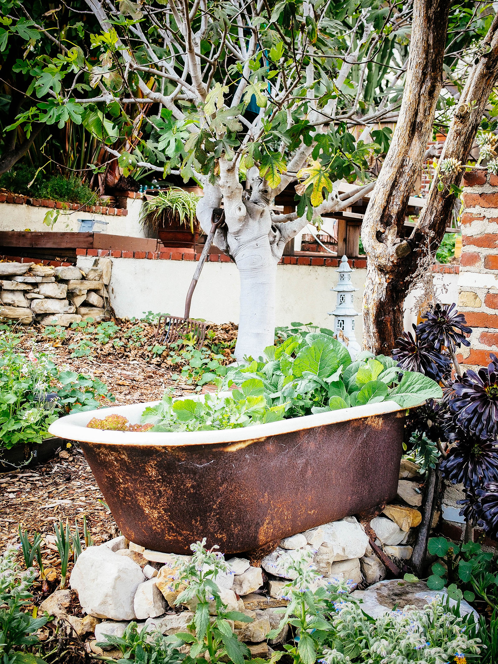 The no-dig vegetable garden