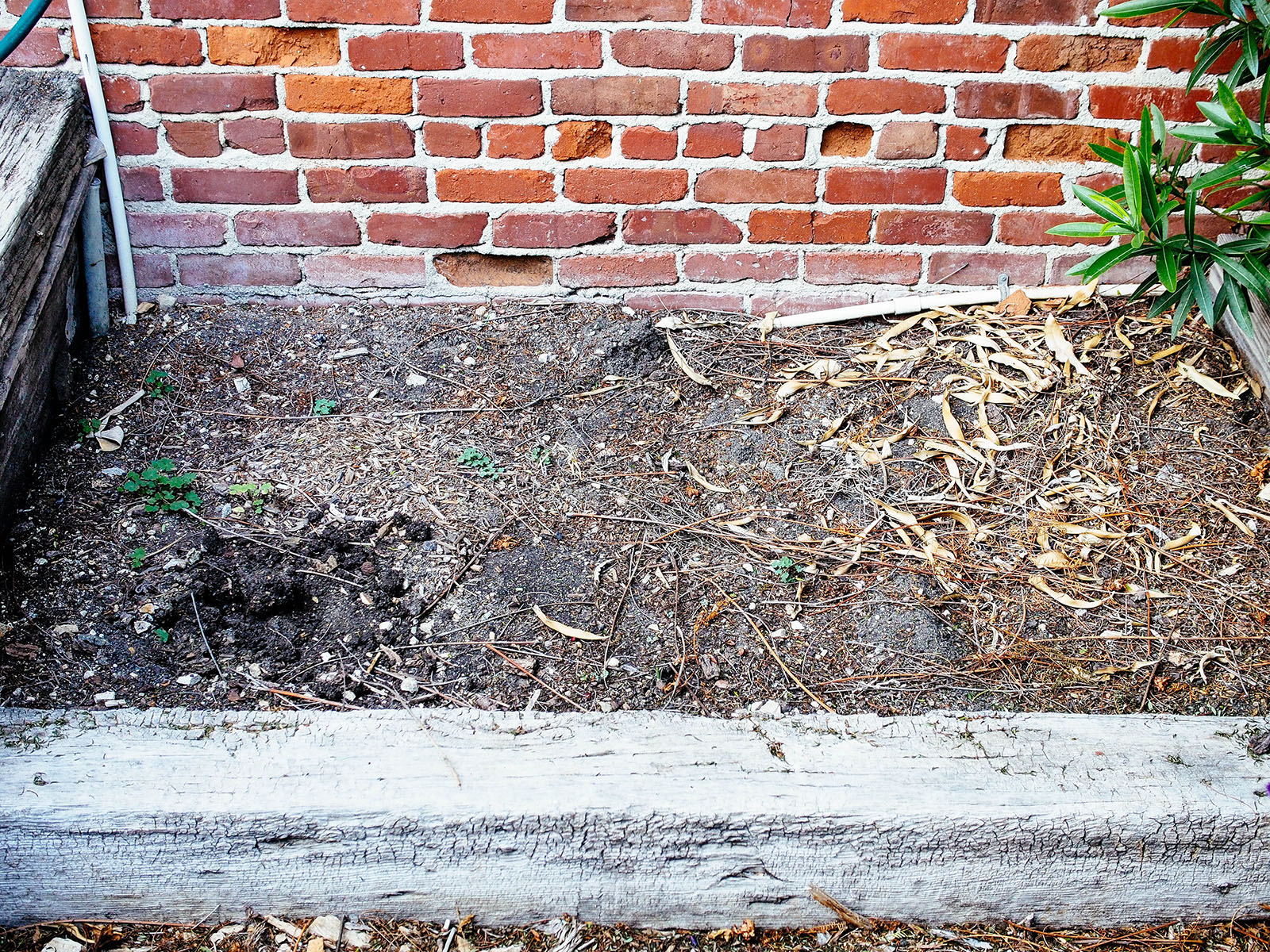 Neglected garden bed