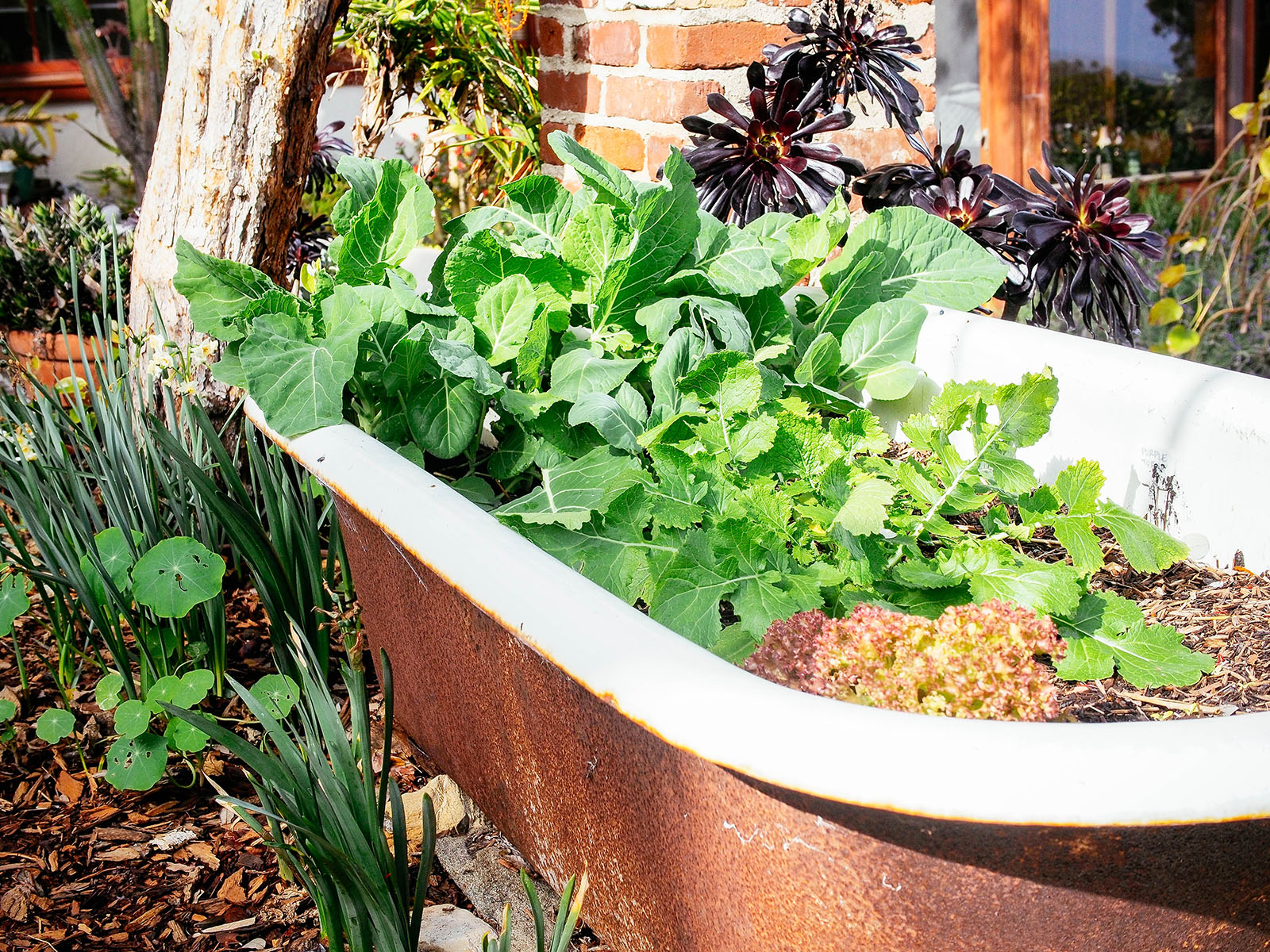 Leafy greens in clawfoot tub