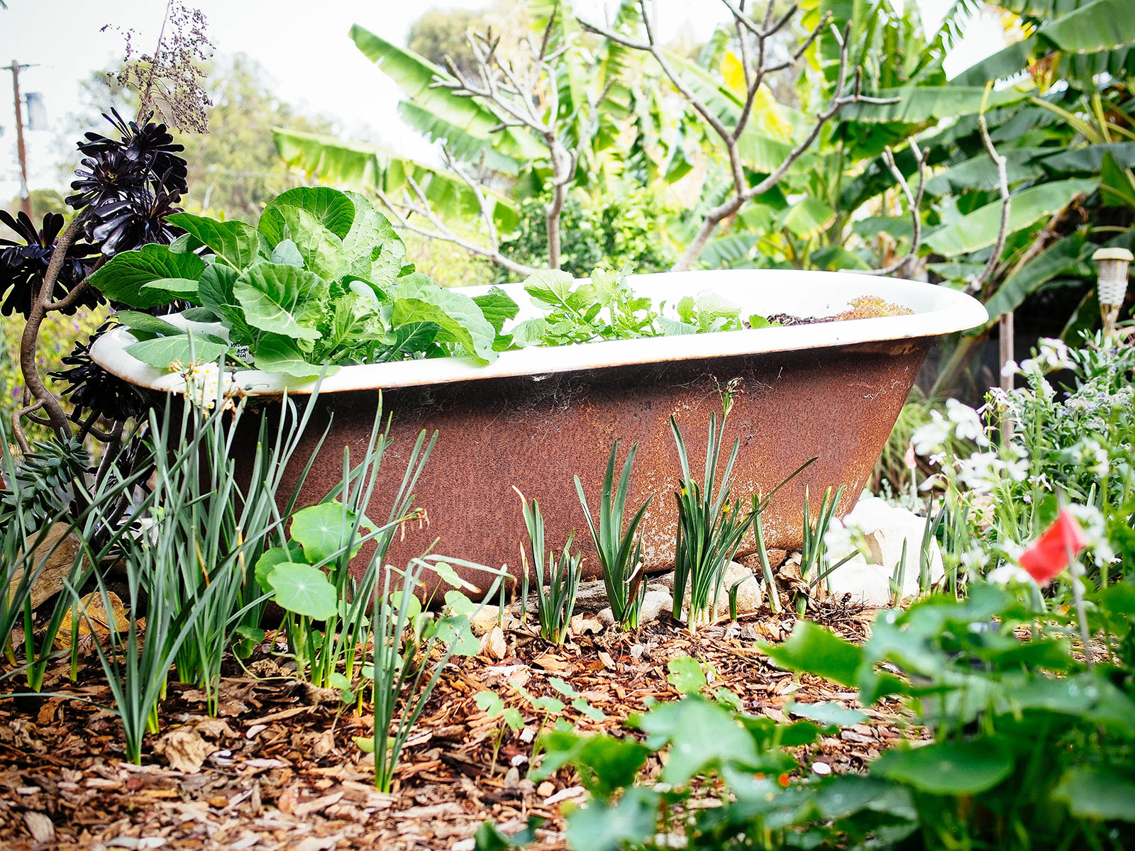 Vintage bathtub planter