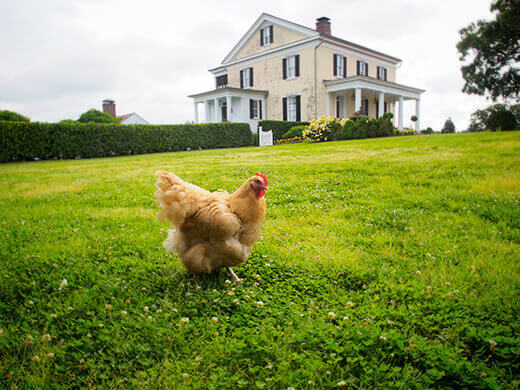 Buff Orpington wandering around at Moss Mountain Farm