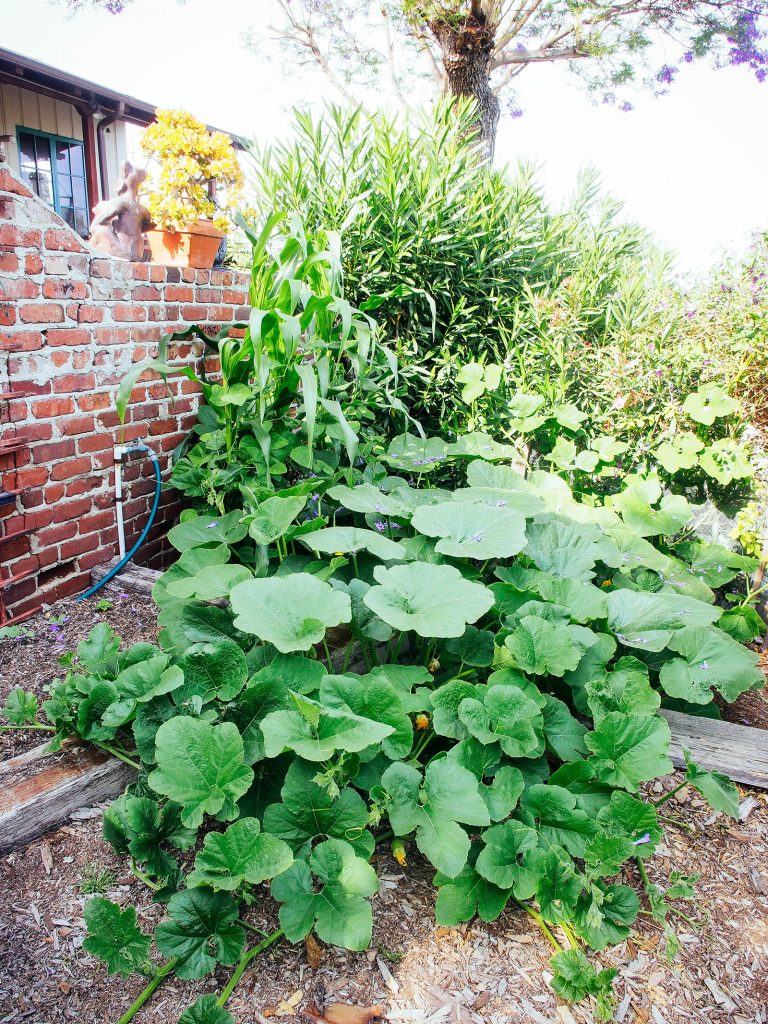 Planting a Three Sisters garden