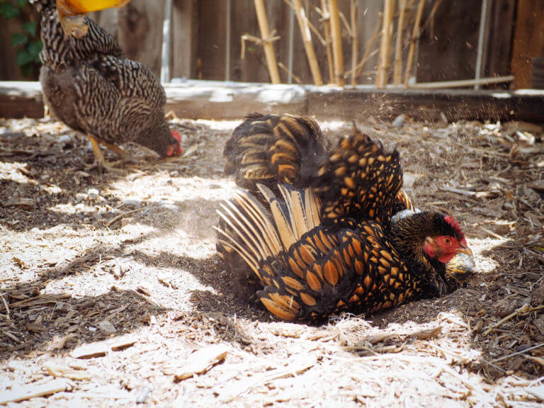 Video: Watch a Chicken Take a Dust Bath