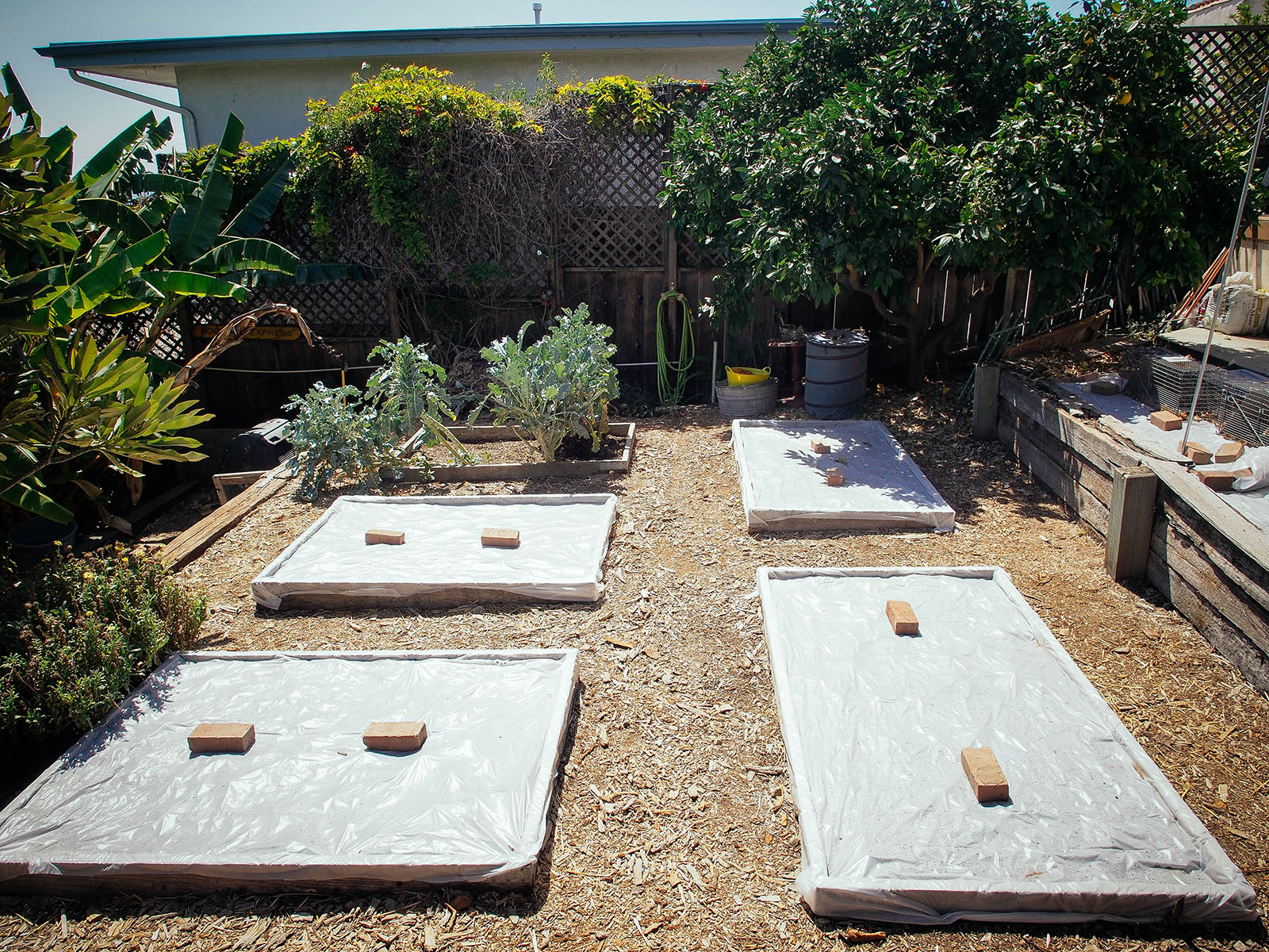 Raised bed being solarized