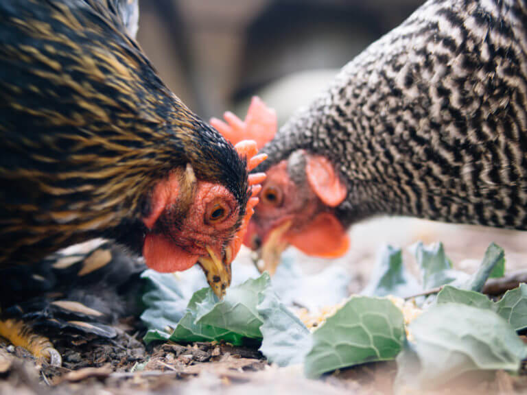 Garden Betty’s Chicken Feed Calculator For Determining Your Protein Content