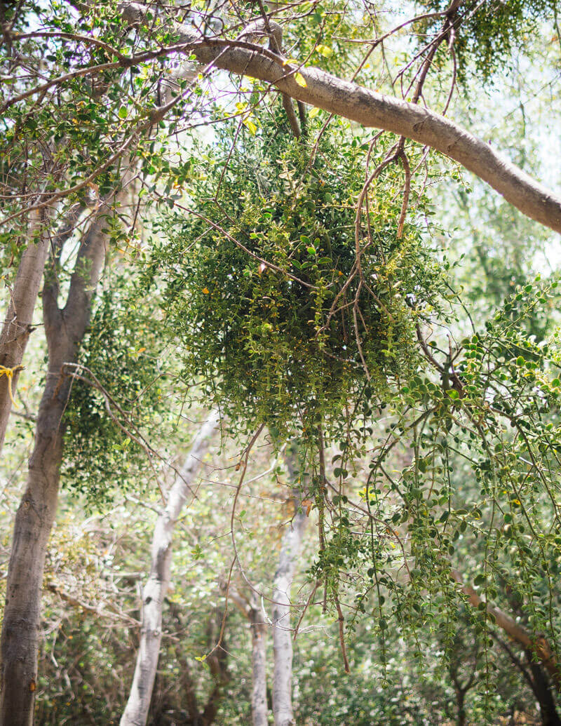 The curious history of the mistletoe (it's more than just the kissing plant)