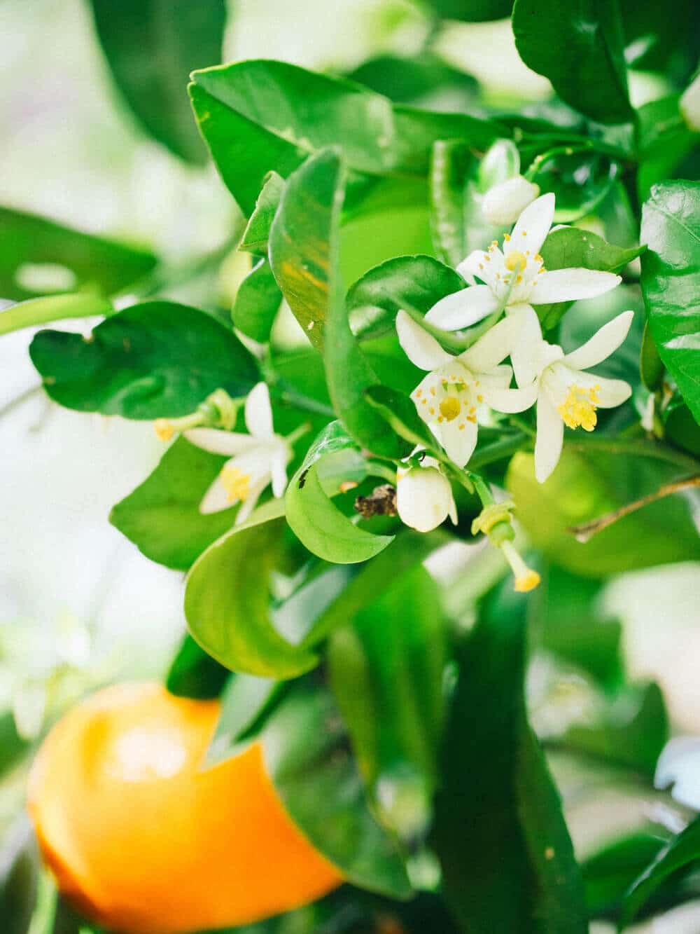 Moroccan orange blossom iced tea