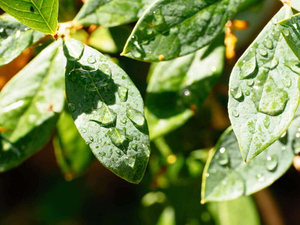 Leaf scorch caused by midday watering or water droplets is a gardening myth