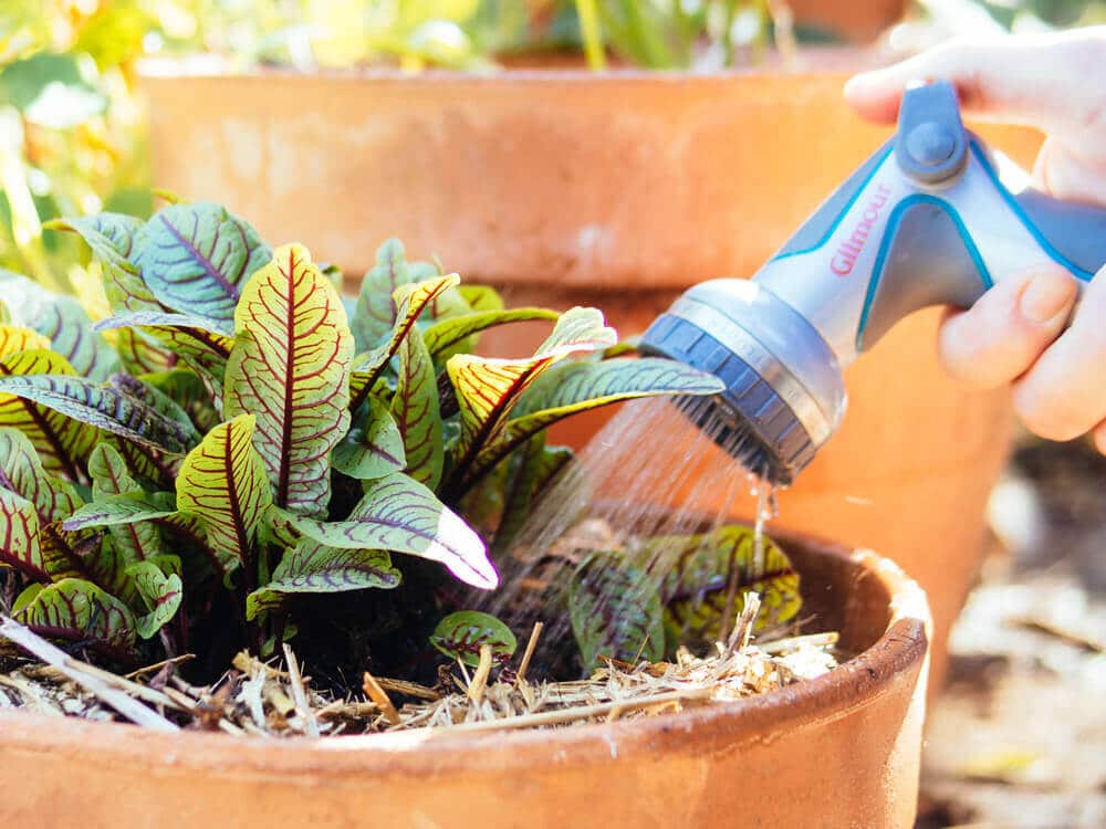 Water container plants more frequently than those in the ground