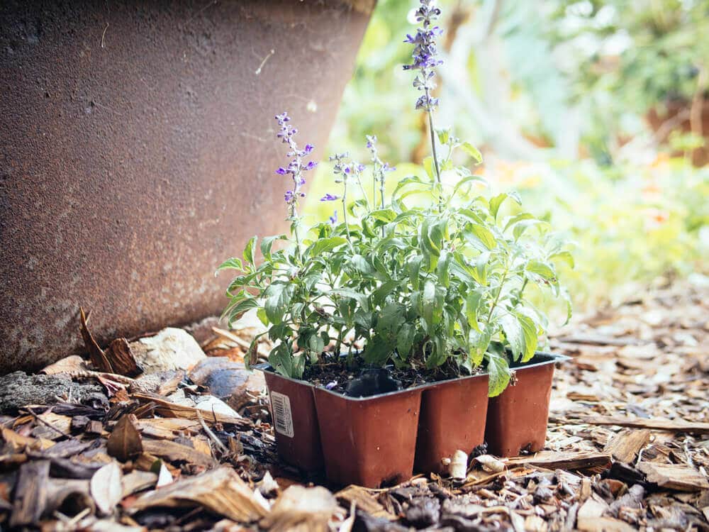 Harden off transplants and plant them in dappled or afternoon shade