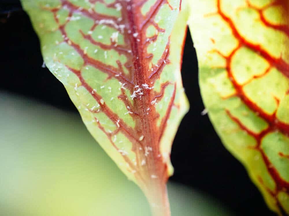 Adult aphids and nymphs on a leaf