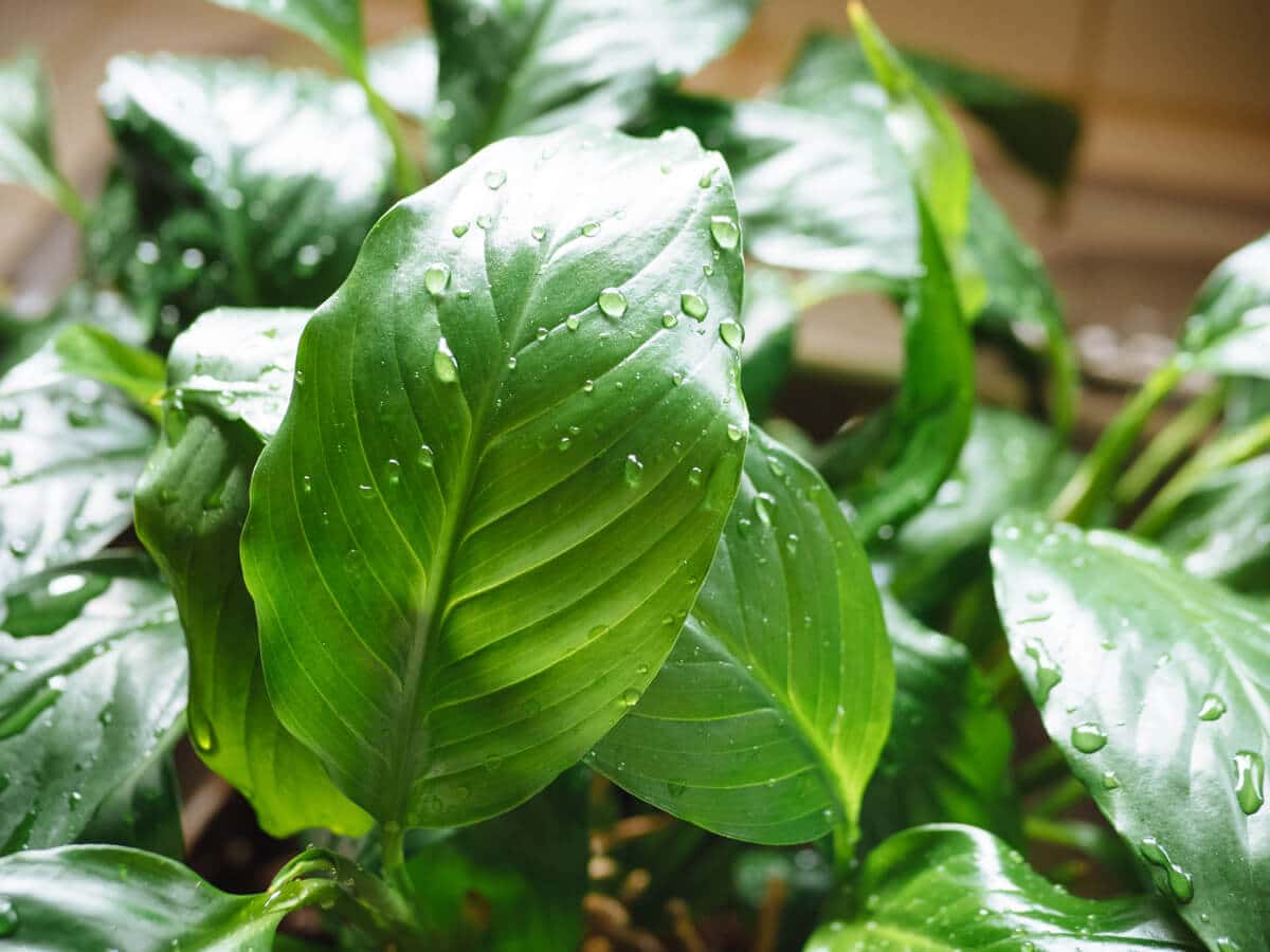 Clean, vibrant leaves on a houseplant