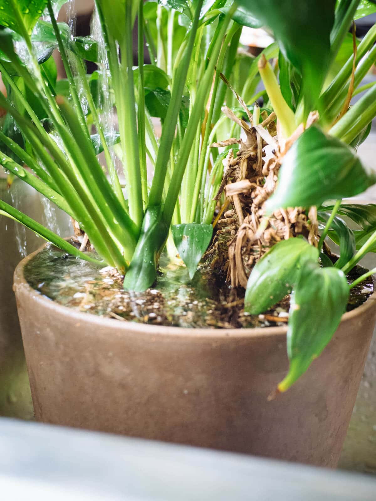 Pour plenty of water (at least twice the volume of the container) to flush excess salts (fertilizer residue) from the potting soil