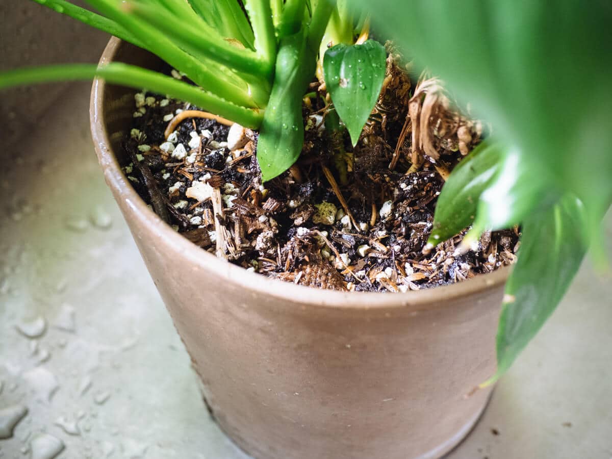 A clean and well hydrated houseplant