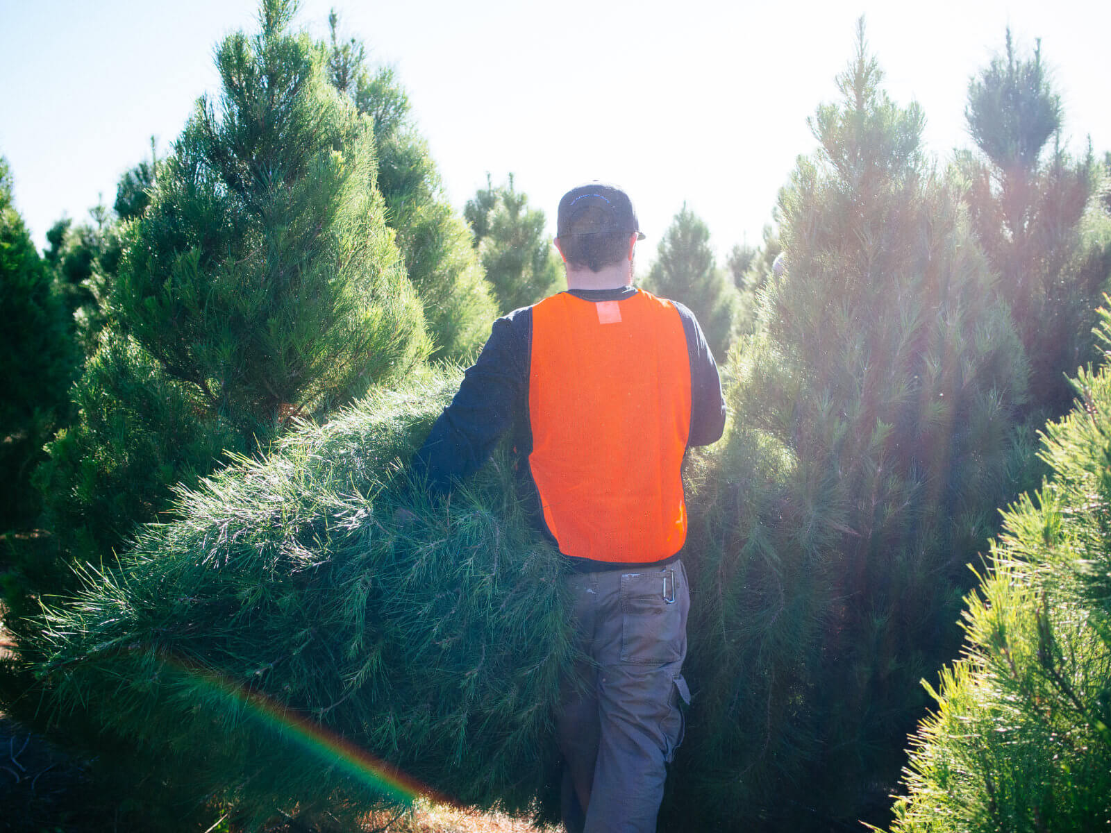 How to make a Christmas tree last longer