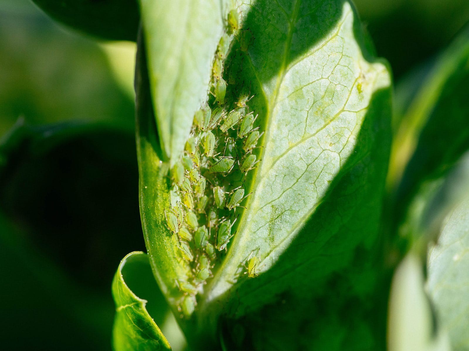 How to get rid of aphids in your garden