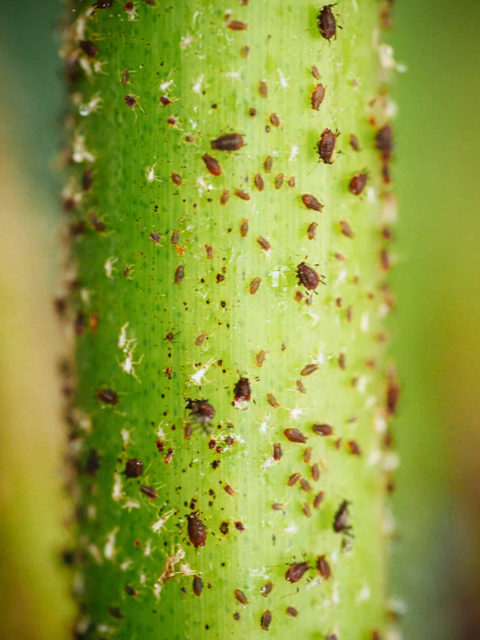 Adult aphids and nymphs on a host plant