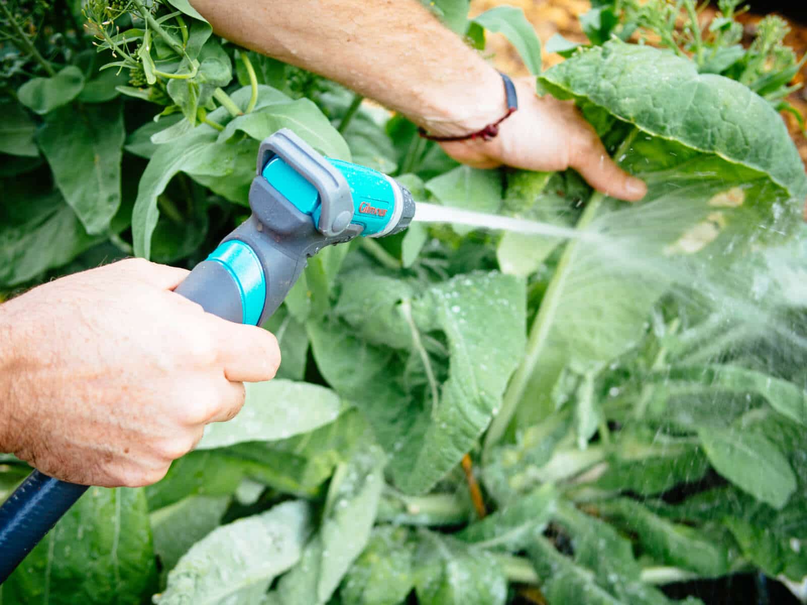 Remove aphids from plants with a strong blast of water