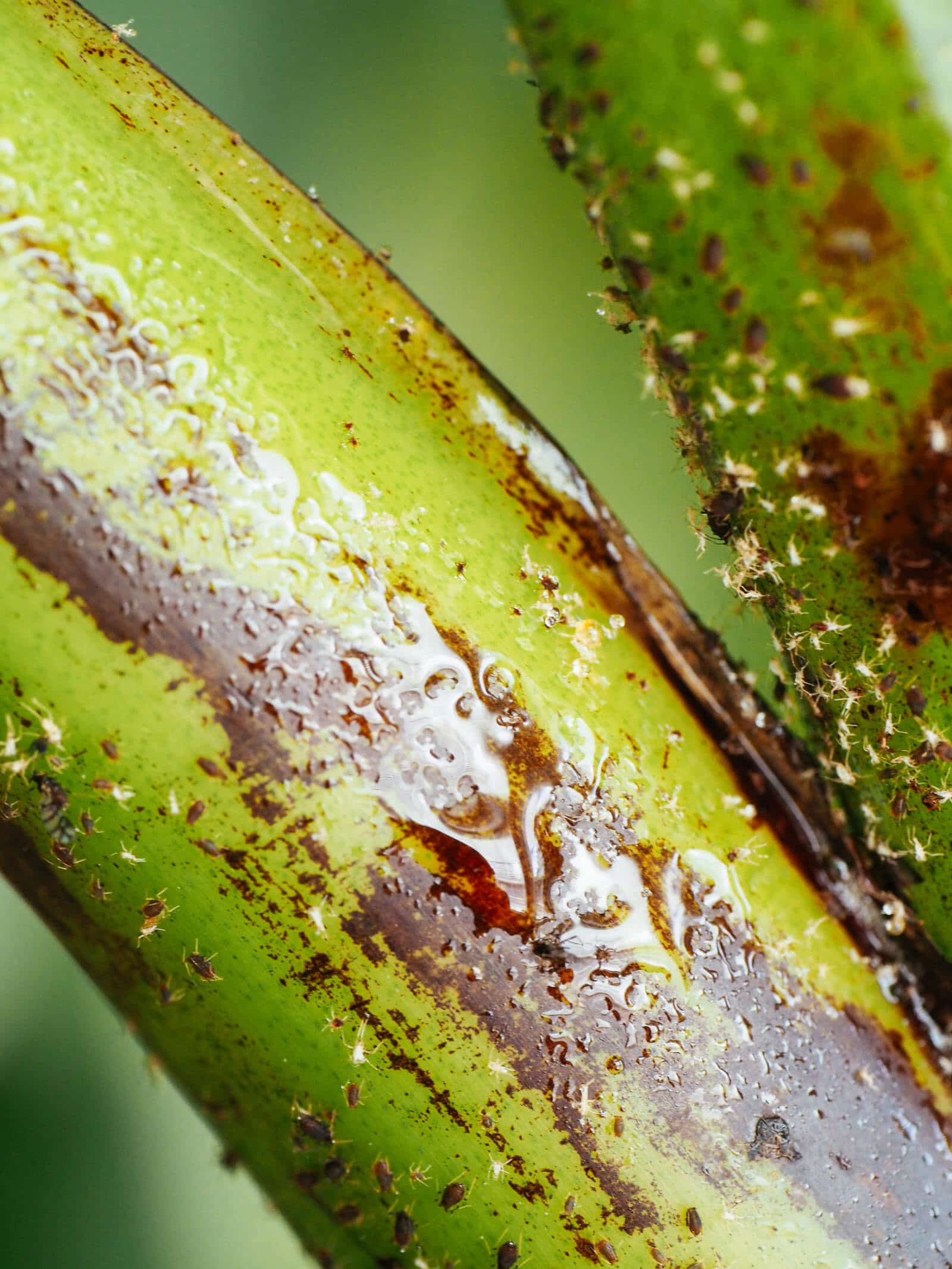 Aphid honeydew on a plant