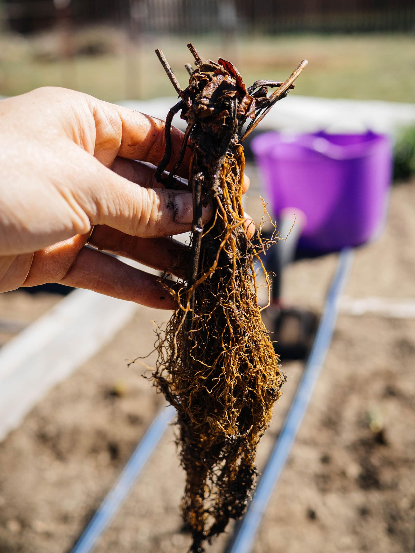 How to plant a strawberry patch from bare roots