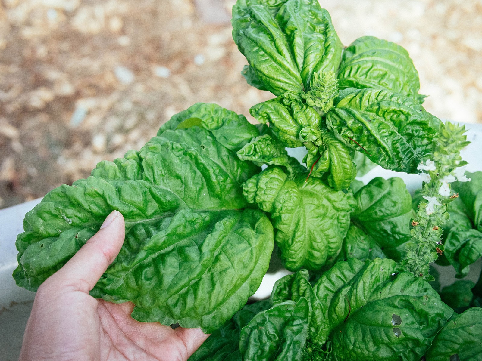 Why does my basil plant have black spots on its leaves