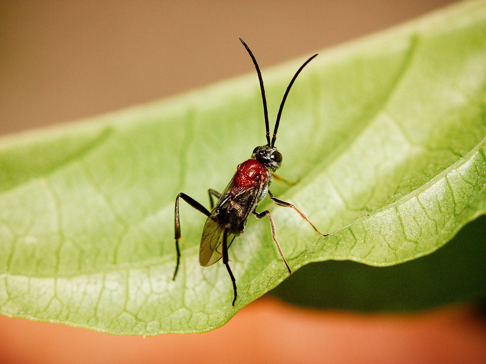 A braconid wasp with a red body and black wings, sitting on a leaf