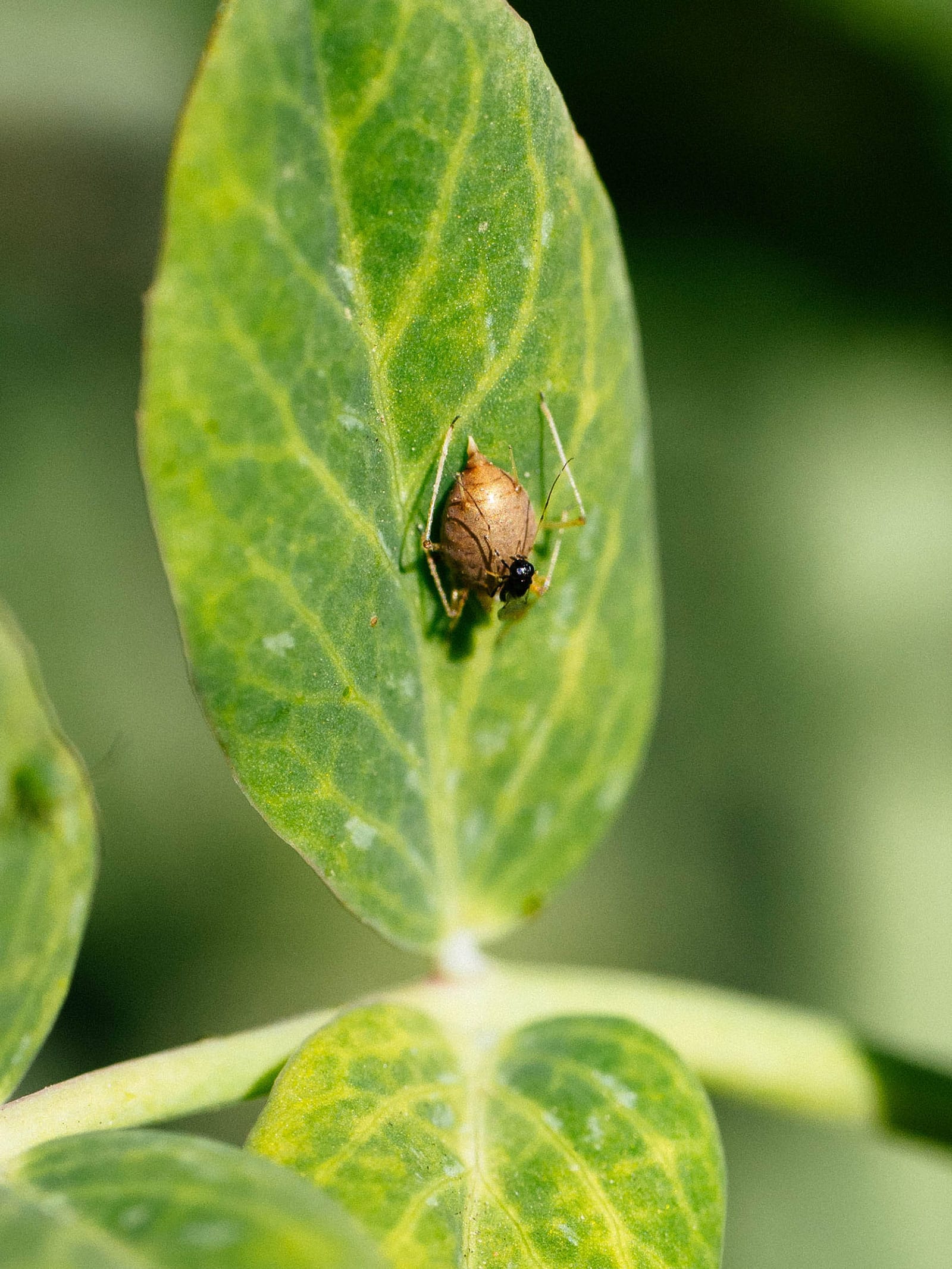 Close-up of a parasitized aphid mummy on a leaf, with a braconid wasp sitting on top of it