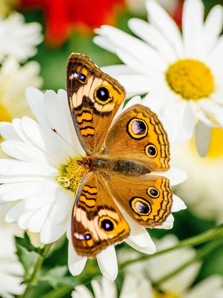 A Visual Guide to Identifying Butterflies in Your Garden