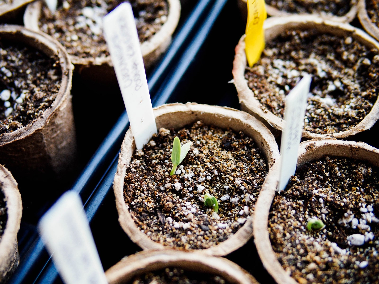 Tiny seedlings sprouting in paper seed starting containers