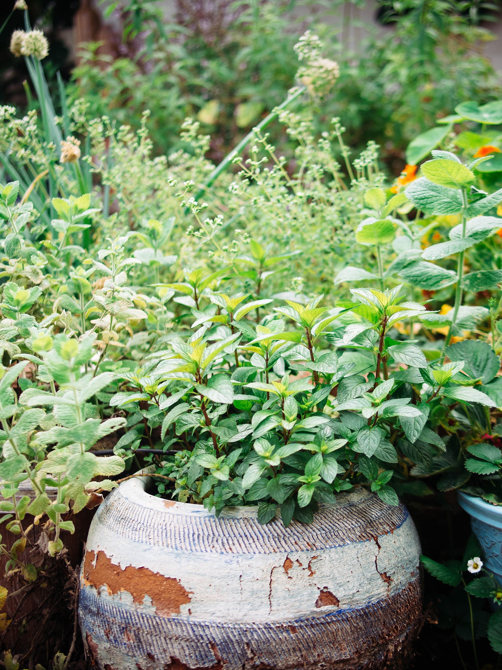 Various types of mint growing in containers in a garden