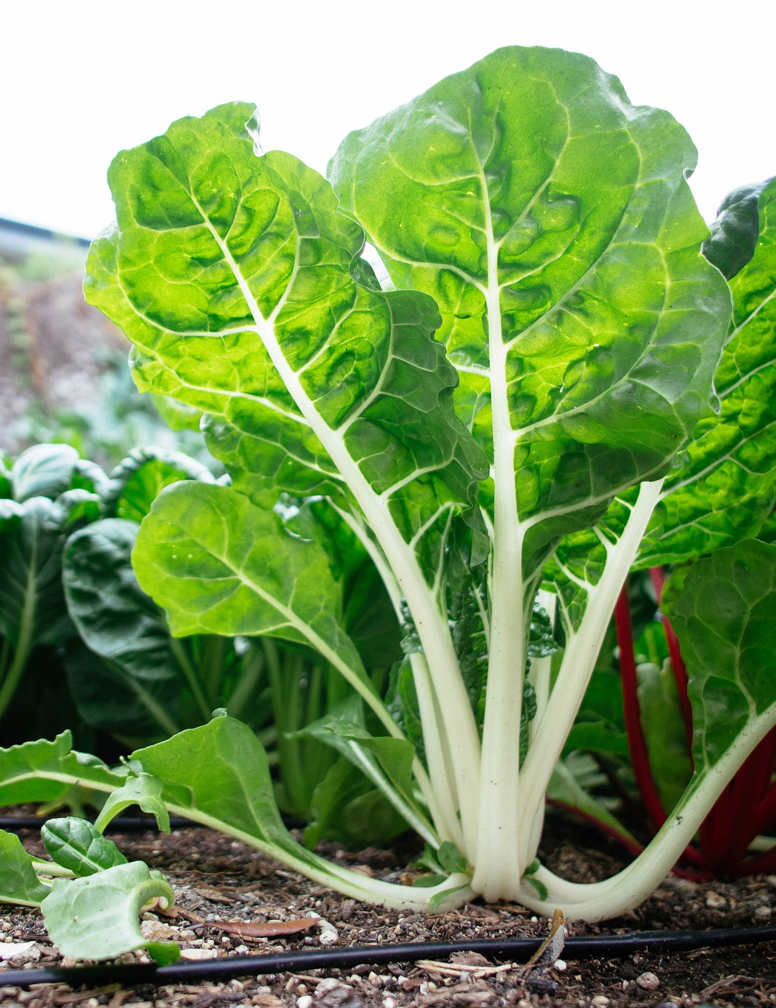 Mature chard plant growing in a garden with drip irrigation