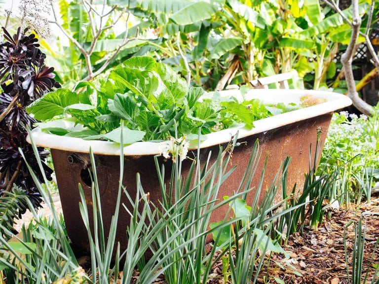 How I Turned a Vintage Clawfoot Bathtub Into a Planter