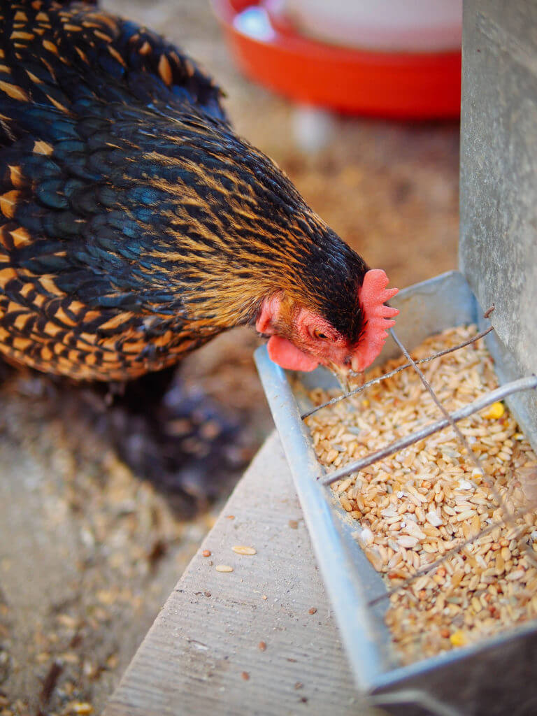 Homemade Soy-Free Corn-Free Chicken Feed With Whole Grains