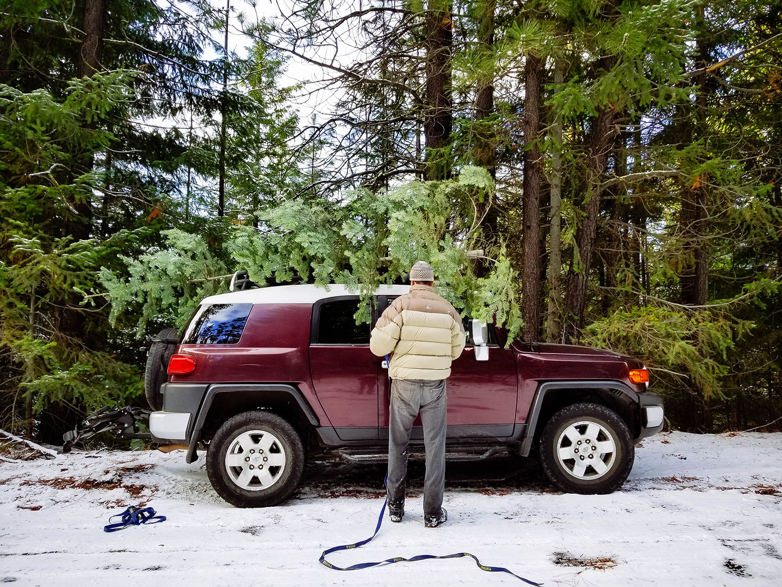 Locals' secret: where to cut your own Christmas tree in the Oregon forest