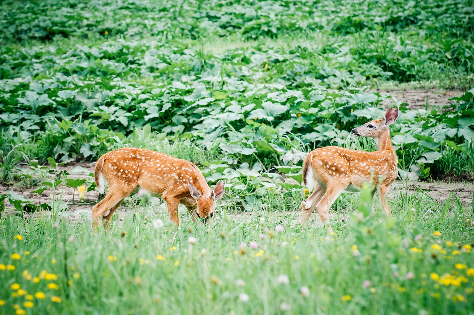 Deer-resistant plants and flowers for your garden