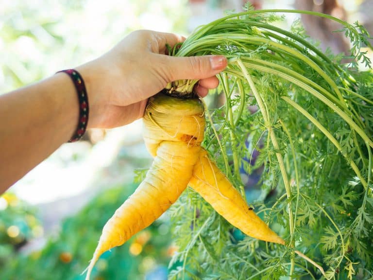 Why Your Carrots Look Wonky: Splits, Twists, and Other Deformities