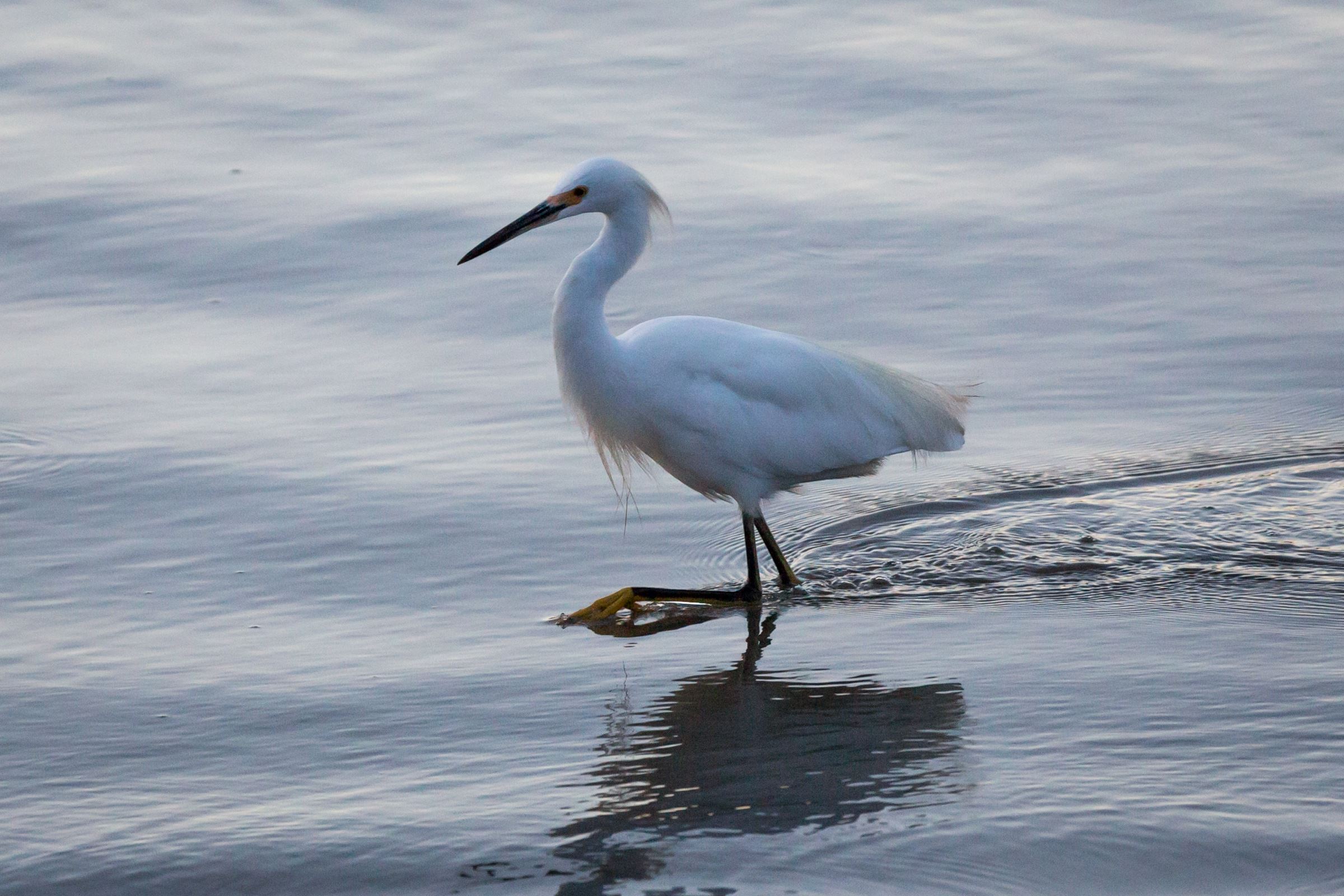 Bird in Water