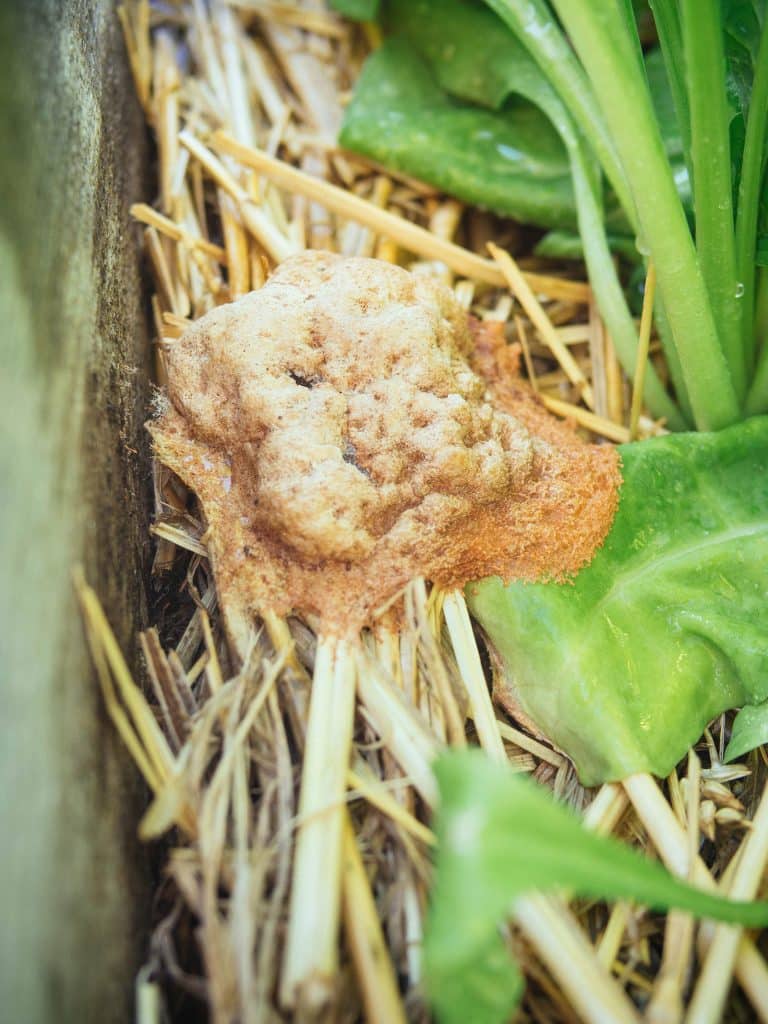 What IS That?! Dog Vomit Fungus: The Weird Slime Mold in Your Garden