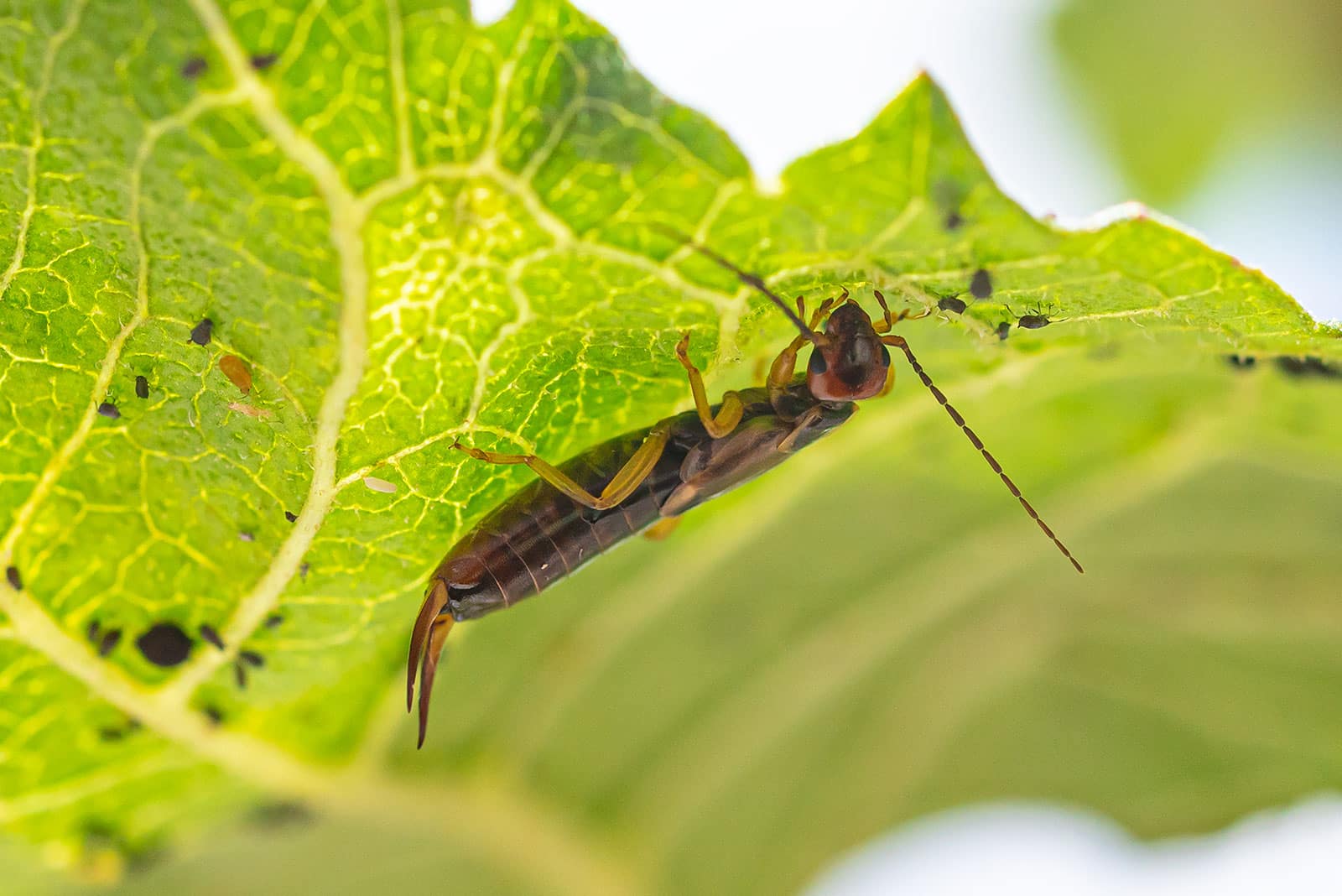 Earwig on the underside of a leaf feeding on black aphids