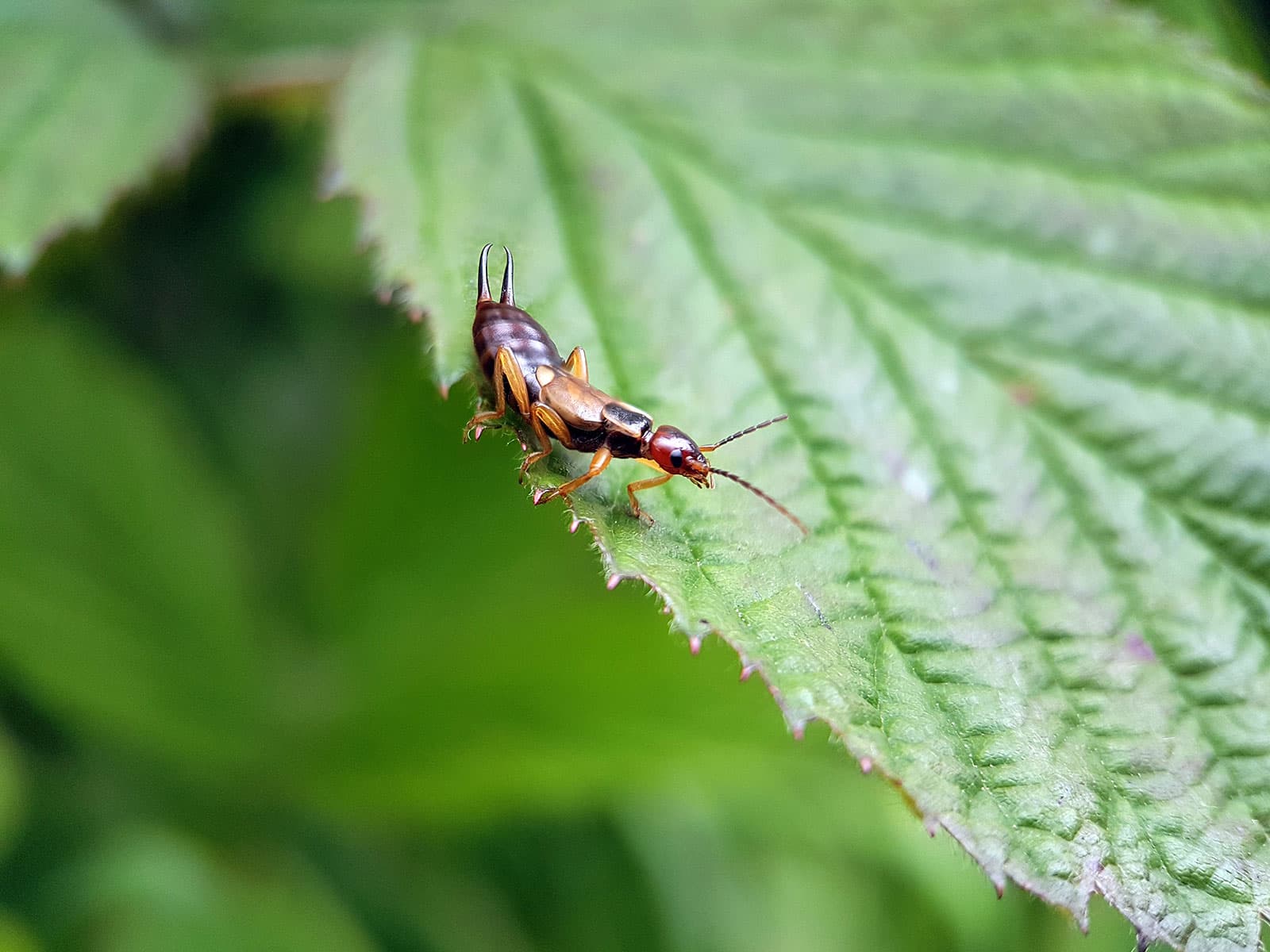 Female European earwig crawling on a leaf