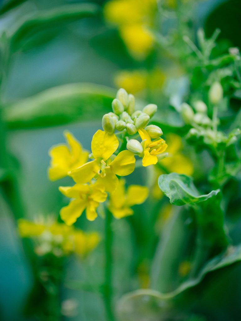 Yes, You Can Eat Kale Buds (and They’re Delicious)