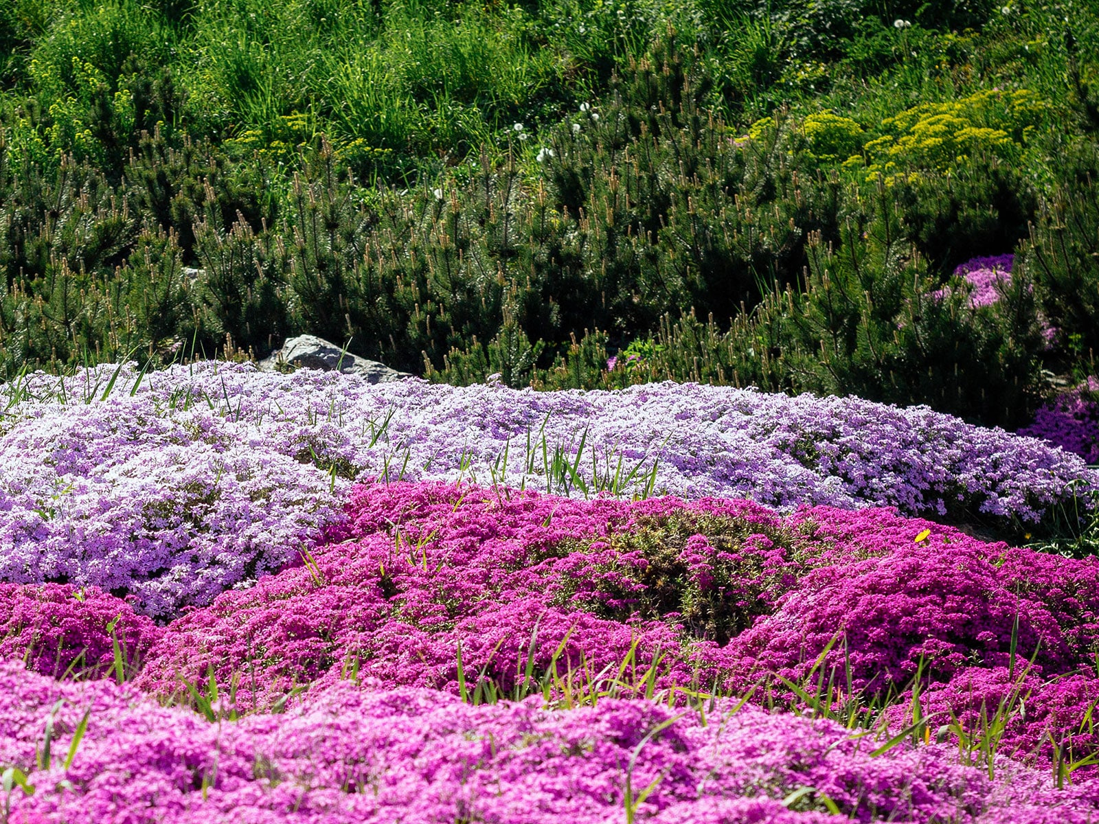 Evergreen ground covers that add year-round color